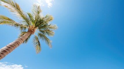 Tropical Palm Tree Against Clear Blue Sky