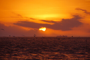 sunset over the sea with birds flying