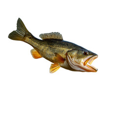 fish isolated on white