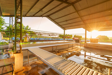 Wide view of banana washing and sorting section in a banana processing and packaging plant for export.