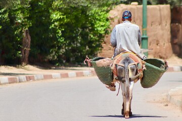 Berber on a donkey