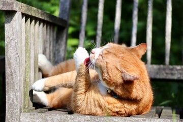 Cat licking his paw