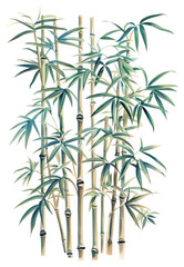 Obraz premium PNG Bamboo candle plant.