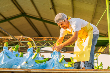 Processing and packaging plant worker removes bunches of bananas from plastic bags for washing and...