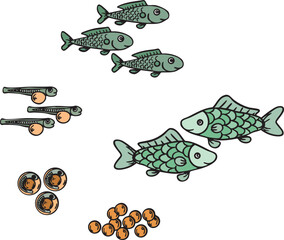Vector Illustration of Fish Life Cycle - Isolated Educational Image Showing Fish Development Stages