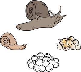 Vector Illustration of Snail Life Cycle - Isolated Educational Image Showing Snail Development Stages
