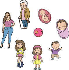 Vector Illustration of Human Life Cycle - Isolated Educational Image Showing Development Stages