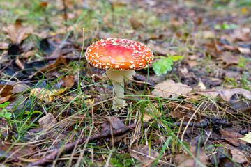 Amanita Muscaria Mushroom with Red Cap and White Spots Growing in Autumn Forest  Poisonous Fungi