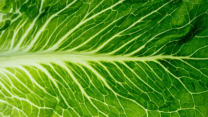 Romaine Lettuce leaves texture close up background