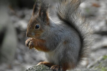 A squirrel is on a stone in nature in sunny day.