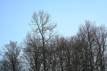 Arbres nus bois forêt hiver 