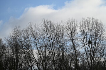 Arbres nus bois forêt hiver 