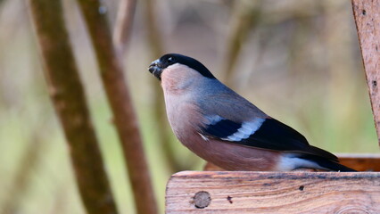Dompfaff am Vogelhäuschen