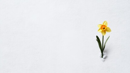 symbolic spring postcard, a simple postcard design featuring a lone daffodil amid snow, embodying rejuvenation, with blank room for personalized message