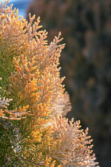 Thuja orientalis 'Morgan' is a variety of oriental arborvitae characterized by a conical growth habit and soft, dense foliage. Reaches a height of 120-140 cm in adulthood, with a crown width of 70-90 