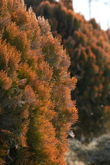 Thuja orientalis 'Morgan' is a variety of oriental arborvitae characterized by a conical growth habit and soft, dense foliage. Reaches a height of 120-140 cm in adulthood, with a crown width of 70-90 
