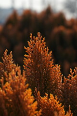 Thuja orientalis 'Morgan' is a variety of oriental arborvitae characterized by a conical growth habit and soft, dense foliage. Reaches a height of 120-140 cm in adulthood, with a crown width of 70-90 