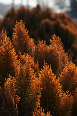 Thuja orientalis 'Morgan' is a variety of oriental arborvitae characterized by a conical growth habit and soft, dense foliage. Reaches a height of 120-140 cm in adulthood, with a crown width of 70-90 