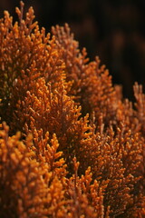 Thuja orientalis 'Morgan' is a variety of oriental arborvitae characterized by a conical growth habit and soft, dense foliage. Reaches a height of 120-140 cm in adulthood, with a crown width of 70-90 