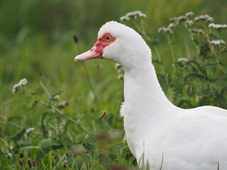  large Muscovy duck, highlighting its distinctive features and vibrant plumage in a natural outdoor setting