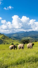 Elephants graze in mountain grassland, sunny day. Travel brochure