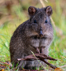 Bandicoot looking at camera