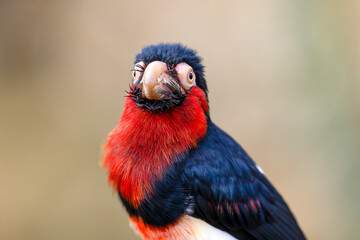 Portrait of a Bearded barbet. Lybius dubius, Bioparc, Doué la Fontaine, Doué en Anjou, Maine et...