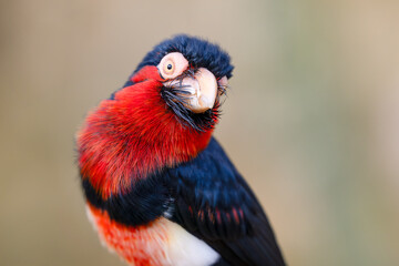 Portrait of a Bearded barbet. Lybius dubius, Bioparc, Doué la Fontaine, Doué en Anjou, Maine et Loire 49, Région Pays de la Loire, France, European Union, Europe