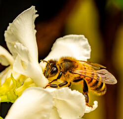 Bee on white flower