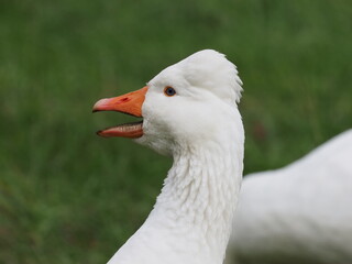 white domestic geese grazing peacefully on a meadow, showcasing their natural behavior in a serene rural landscape