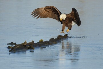 american bald eagle