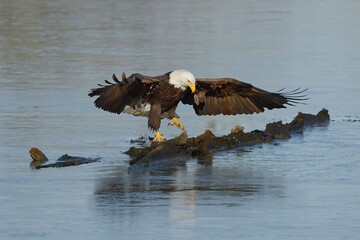 Bald eagle landing on a log