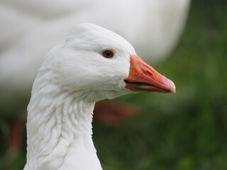 white domestic geese grazing peacefully on a meadow, showcasing their natural behavior in a serene rural landscape