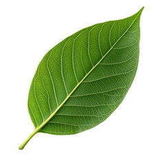 green leaf isolated on white