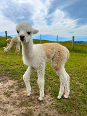 happy alpacas on a farm