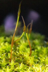 Moss