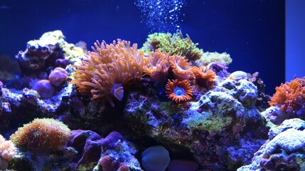 Fototapeta premium Vibrant Reef with Colorful Corals and Bubbles