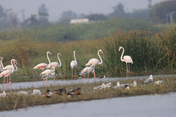 This breathtaking image captures a flamingo in its natural habitat at Bhigwan, Maharashtra, a renowned birdwatching destination. With its elegant long legs, curved neck, and striking pink feathers