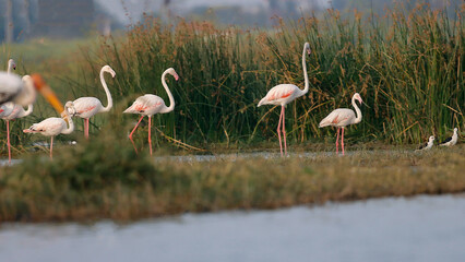 This breathtaking image captures a flamingo in its natural habitat at Bhigwan, Maharashtra, a renowned birdwatching destination. With its elegant long legs, curved neck, and striking pink feathers