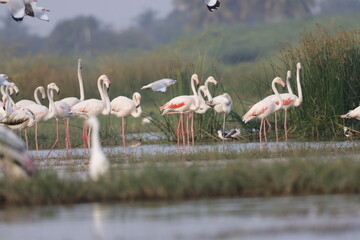 This breathtaking image captures a flamingo in its natural habitat at Bhigwan, Maharashtra, a...