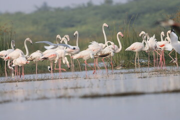 This breathtaking image captures a flamingo in its natural habitat at Bhigwan, Maharashtra, a renowned birdwatching destination. With its elegant long legs, curved neck, and striking pink feathers