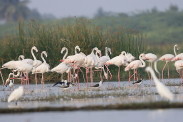 This breathtaking image captures a flamingo in its natural habitat at Bhigwan, Maharashtra, a...