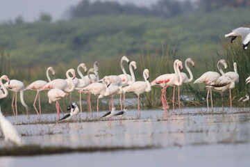 This breathtaking image captures a flamingo in its natural habitat at Bhigwan, Maharashtra, a renowned birdwatching destination. With its elegant long legs, curved neck, and striking pink feathers, th