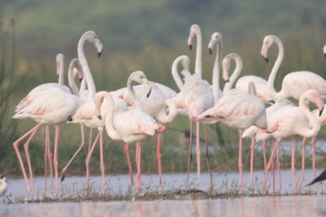This breathtaking image captures a flamingo in its natural habitat at Bhigwan, Maharashtra, a renowned birdwatching destination. With its elegant long legs, curved neck, and striking pink feathers, th