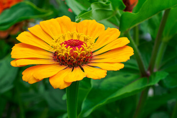 Flower. Zinnia is a genus of sunflower plants in the daisy family. Gardening.