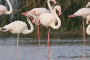 This breathtaking image captures a flamingo in its natural habitat at Bhigwan, Maharashtra, a renowned birdwatching destination. With its elegant long legs, curved neck, and striking pink feathers, th