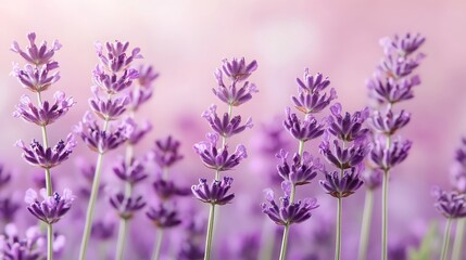 Obraz premium Delicate Purple Lavender Flowers Blooming in Soft Light