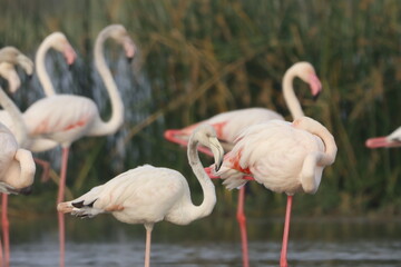 This breathtaking image captures a flamingo in its natural habitat at Bhigwan, Maharashtra, a renowned birdwatching destination. With its elegant long legs, curved neck, and striking pink feathers, th