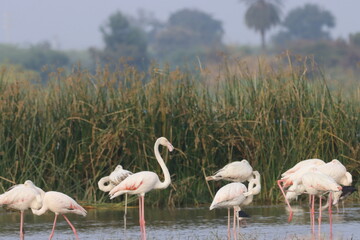 This breathtaking image captures a flamingo in its natural habitat at Bhigwan, Maharashtra, a...