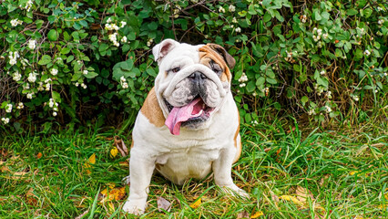 Dog. The English bulldog. A portrait of a purebred dog in a public park. Year of the dog.